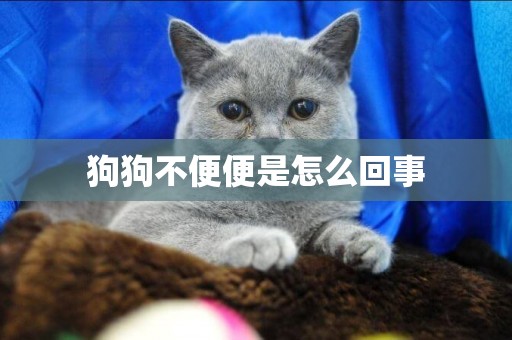 狗狗不便便是怎么回事