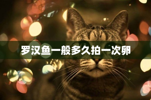 羅漢魚一般多久拍一次卵