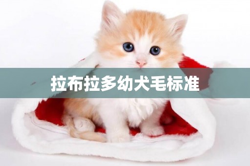 拉布拉多幼犬毛標準