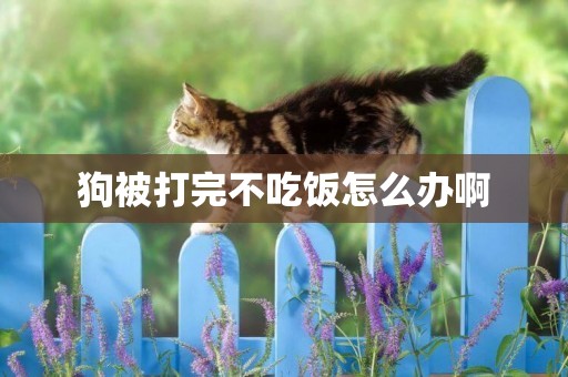 狗被打完不吃飯怎么辦啊