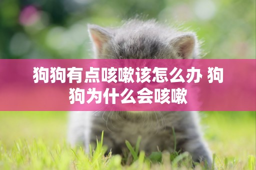 狗狗有點咳嗽該怎么辦 狗狗為什么會咳嗽
