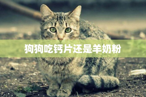 狗狗吃鈣片還是羊奶粉