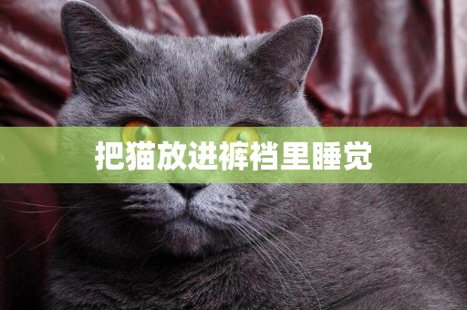 把貓放進褲襠里睡覺