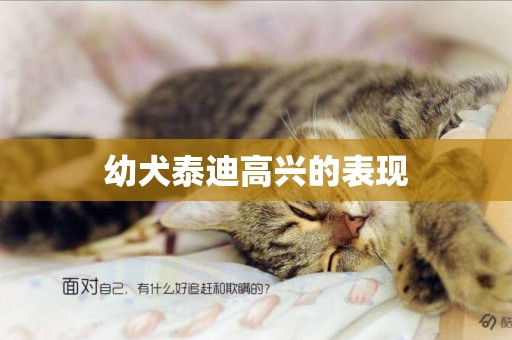 幼犬泰迪高興的表現