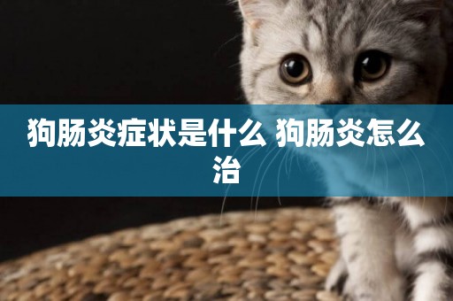 狗腸炎癥狀是什么 狗腸炎怎么治