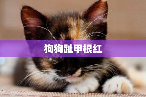 狗狗趾甲根紅