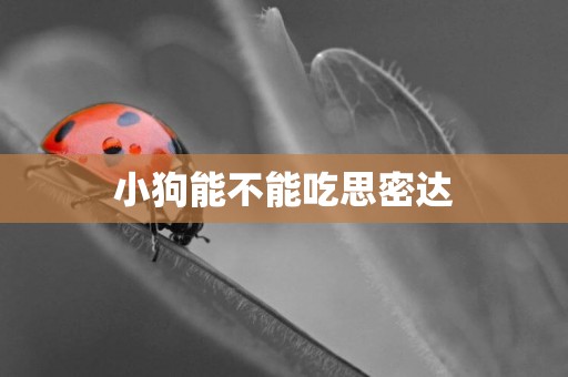 小狗能不能吃思密達