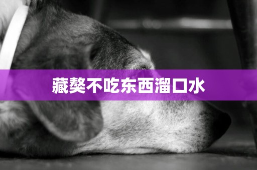 藏獒不吃東西溜口水