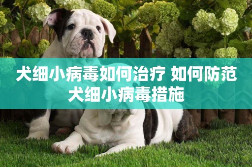 犬細小病毒如何治療 如何防范犬細小病毒措施
