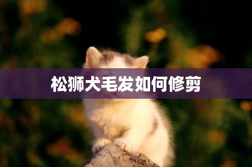 松獅犬毛發如何修剪