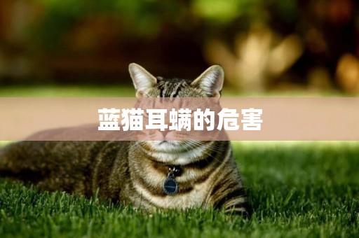 藍貓耳螨的危害