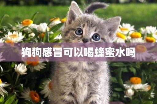 狗狗感冒可以喝蜂蜜水嗎
