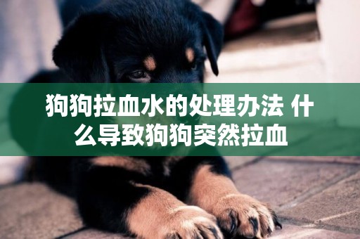 狗狗拉血水的處理辦法 什么導致狗狗突然拉血