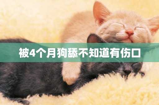 被4個月狗舔不知道有傷口
