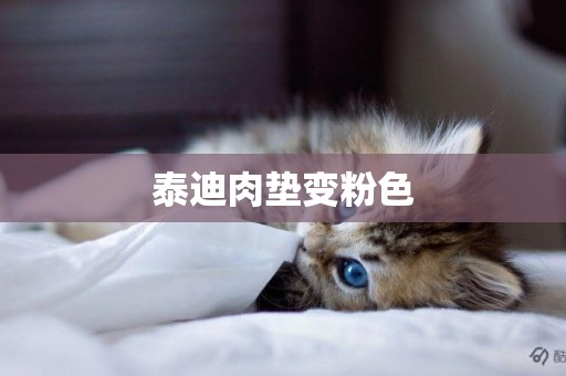 泰迪肉墊變粉色