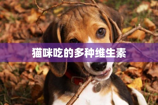 貓咪吃的多種維生素