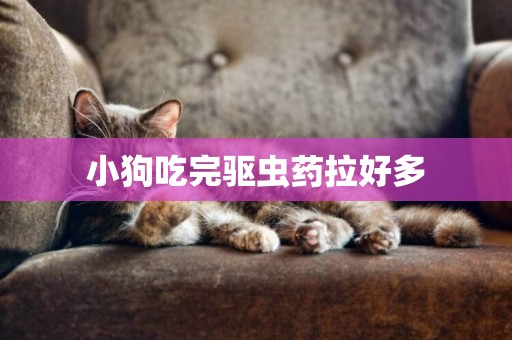 小狗吃完驅蟲藥拉好多
