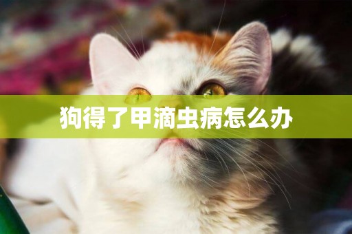 狗得了甲滴蟲病怎么辦