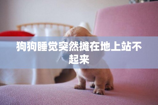 狗狗睡覺突然攤在地上站不起來