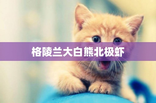 格陵蘭大白熊北極蝦