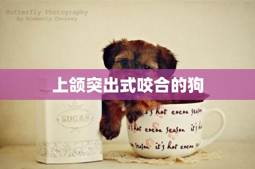 上頜突出式咬合的狗