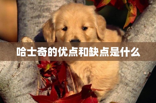 哈士奇的優點和缺點是什么