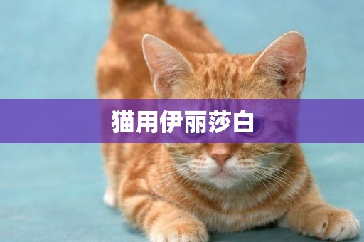 貓用伊麗莎白