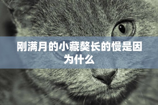 剛滿月的小藏獒長的慢是因為什么