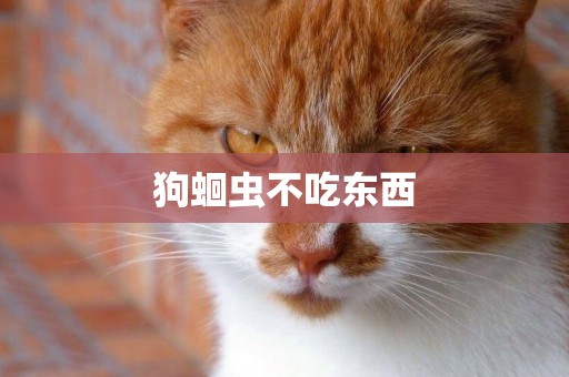 狗蛔蟲不吃東西