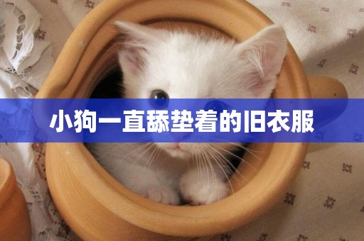 小狗一直舔墊著的舊衣服