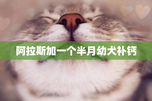 阿拉斯加一個半月幼犬補鈣