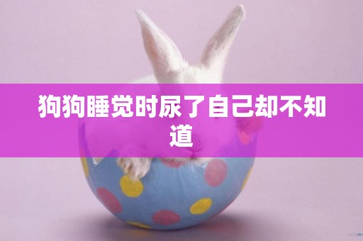 狗狗睡覺時尿了自己卻不知道