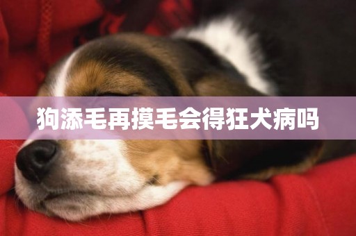 狗添毛再摸毛會得狂犬病嗎