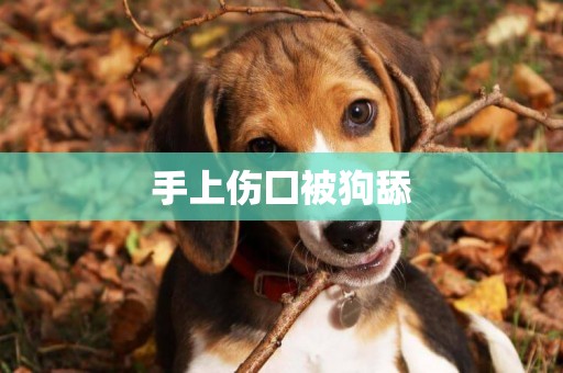 手上傷囗被狗舔
