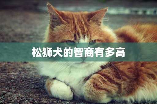 松獅犬的智商有多高
