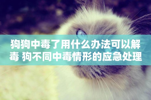 狗狗中毒了用什么辦法可以解毒 狗不同中毒情形的應急處理