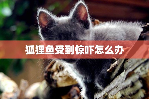 狐貍魚受到驚嚇怎么辦