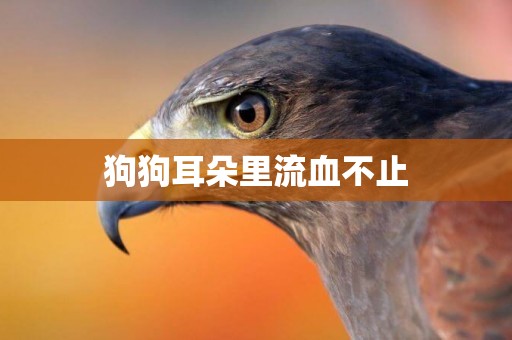 狗狗耳朵里流血不止