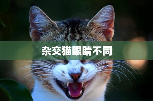 雜交貓眼睛不同