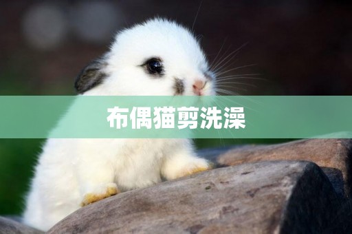 布偶貓剪洗澡