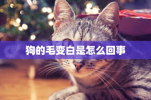 狗的毛變白是怎么回事