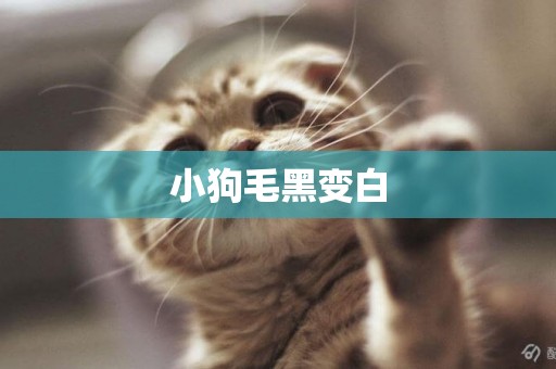 小狗毛黑變白