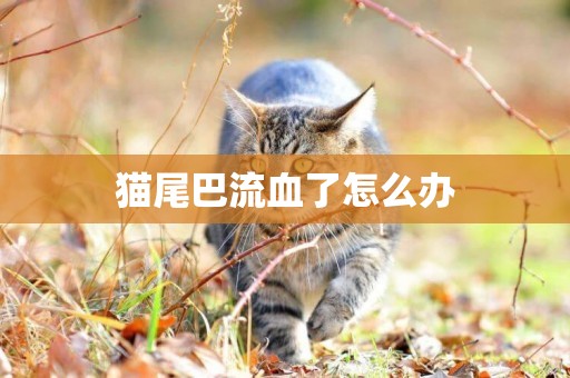 貓尾巴流血了怎么辦
