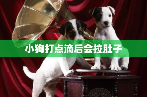 小狗打點滴后會拉肚子