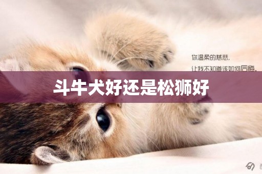 斗牛犬好還是松獅好