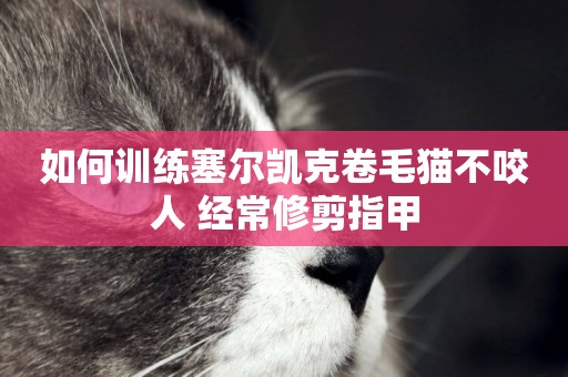 如何訓練塞爾凱克卷毛貓不咬人 經常修剪指甲