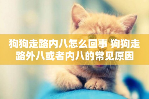 狗狗走路內八怎么回事 狗狗走路外八或者內八的常見原因