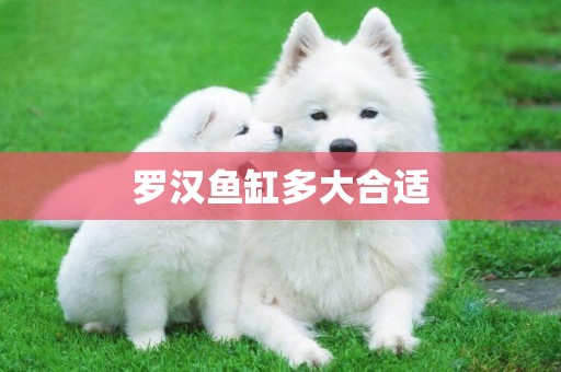 羅漢魚缸多大合適