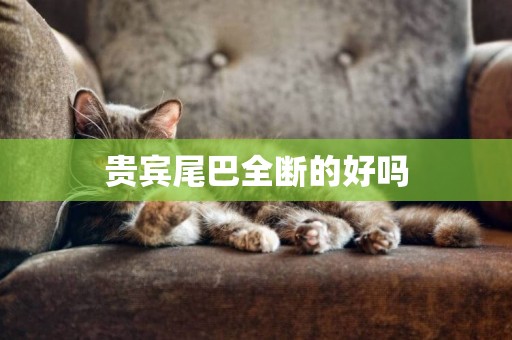 貴賓尾巴全斷的好嗎