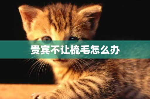 貴賓不讓梳毛怎么辦